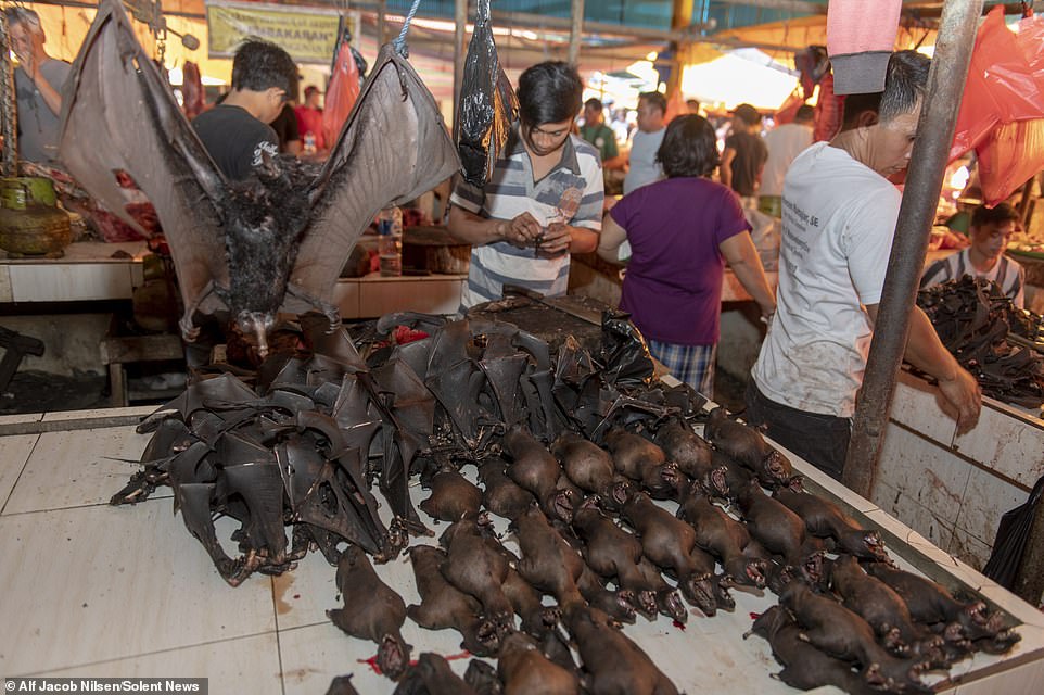 Monkeys, bats, snakes, cats and dogs sold at Tomohon Extreme Market in Indonesia, the next