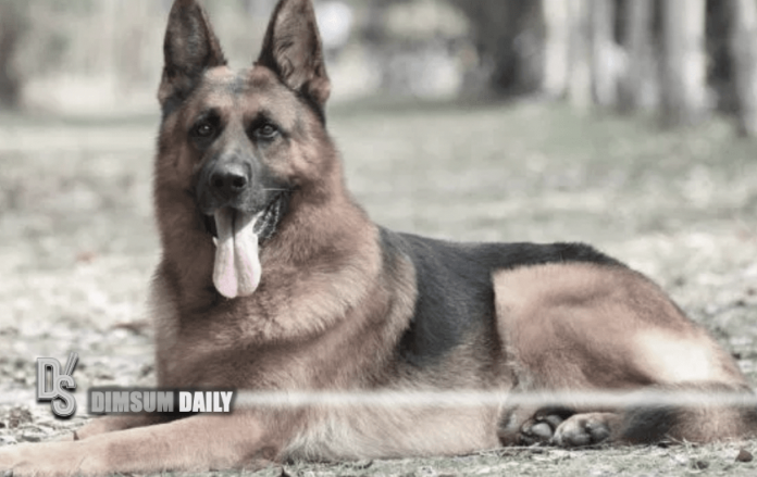 german shepherd coronavirus