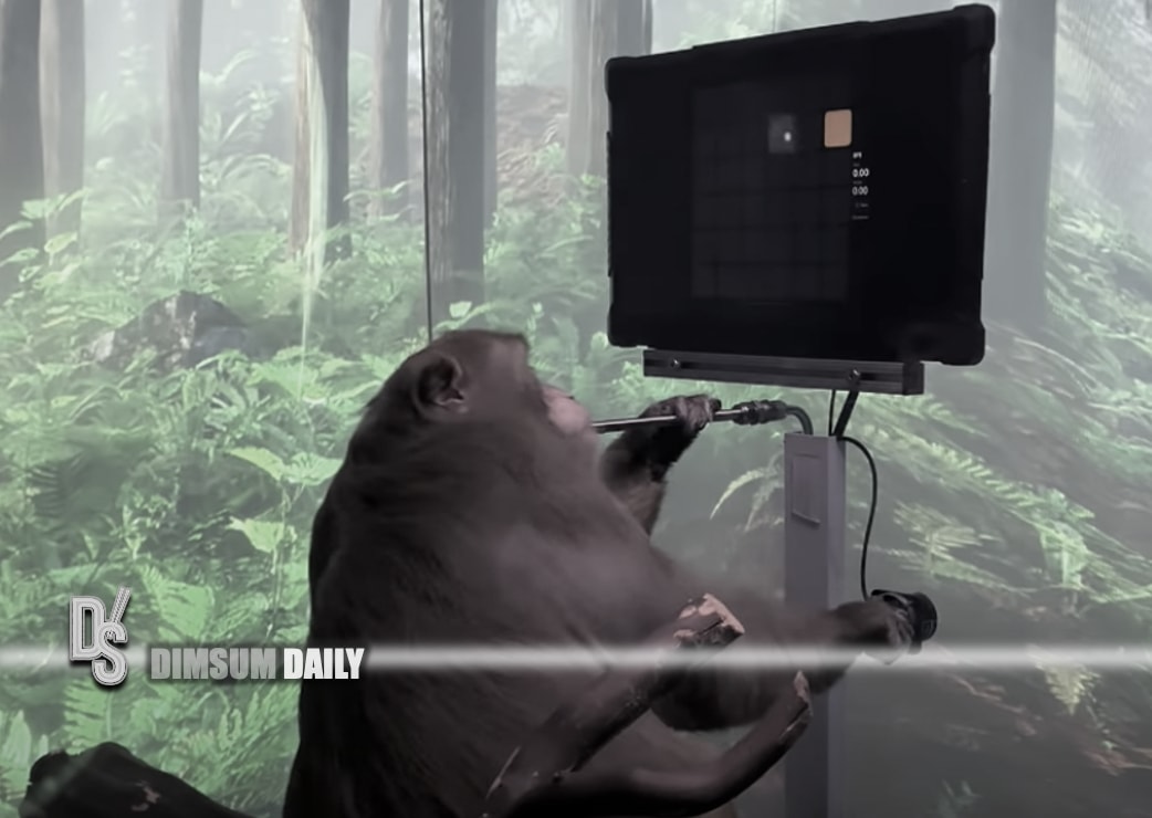 Elon Musk's Neuralink shows monkey with brain-chip playing videogame by ...