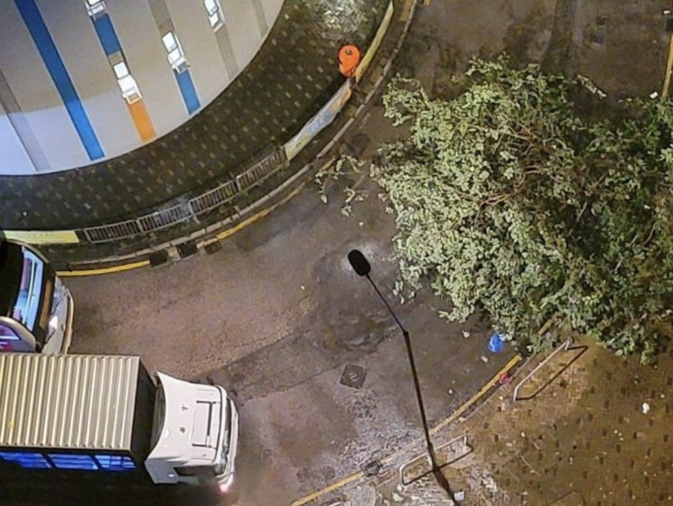 Giant 8m tree collapses on Chatham Road South in TST due to heavy storm ...