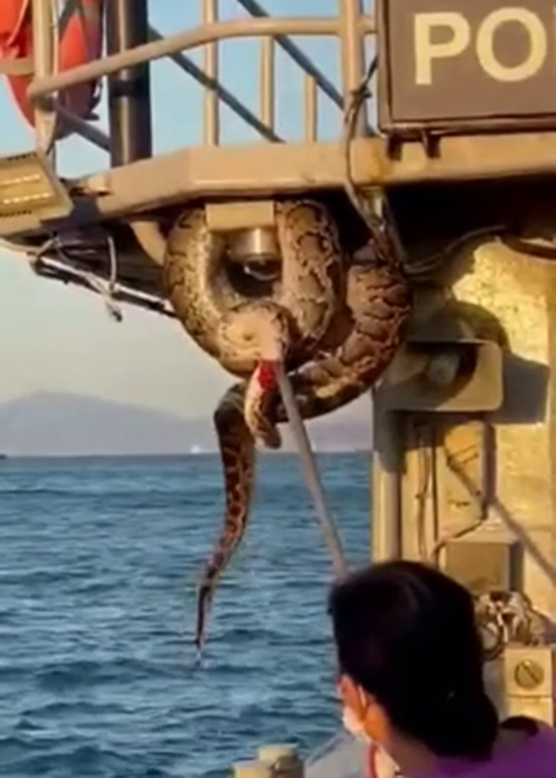 2m long Burmese python caught on marine police barge - Dimsum Daily