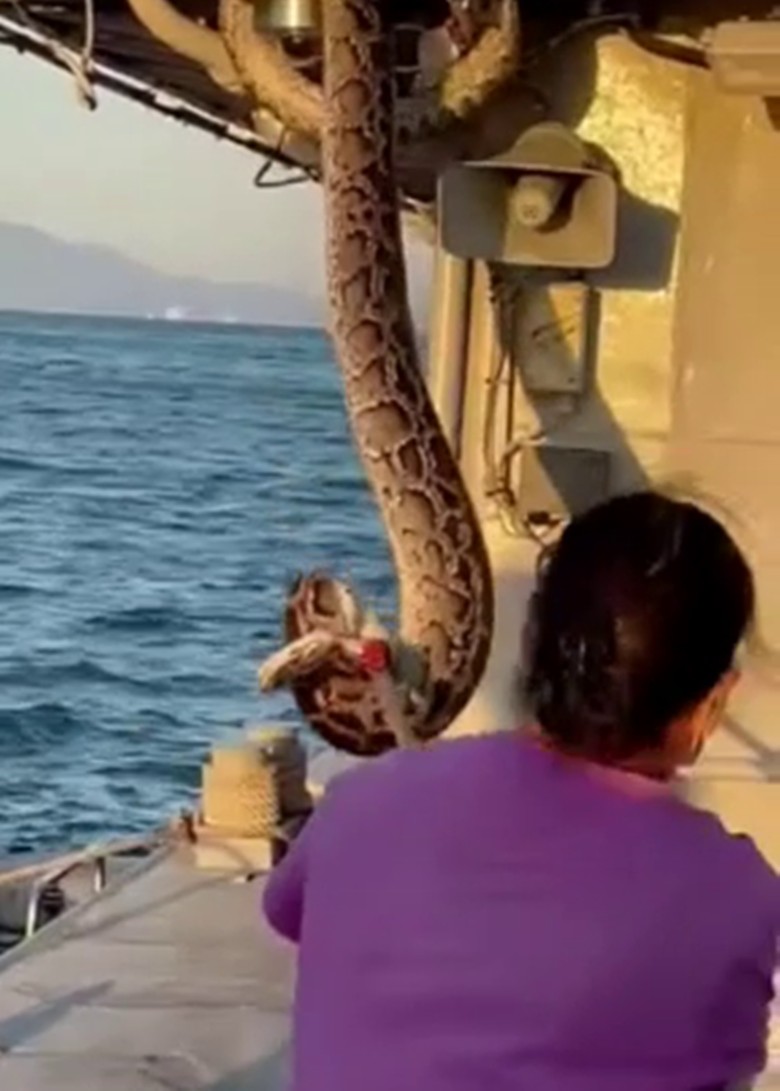 2m long Burmese python caught on marine police barge - Dimsum Daily