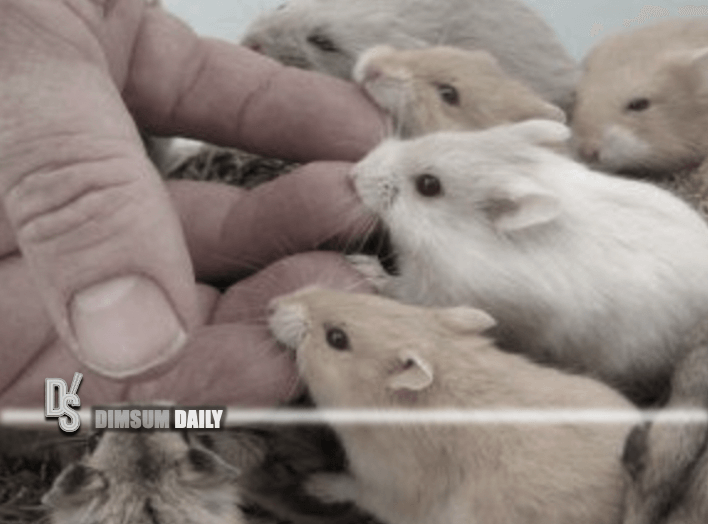 AFCD announces most local pet shops selling hamsters may resume