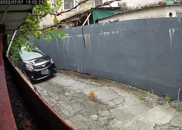 CCTV footage captures car running over cat in Yuen Long - Dimsum Daily