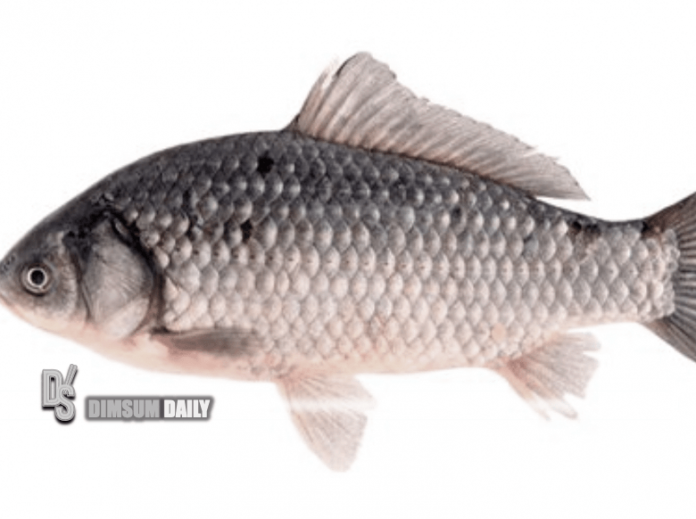Gold Fish Sample CFS finds malachite green in goldfish sample - Dimsum Daily