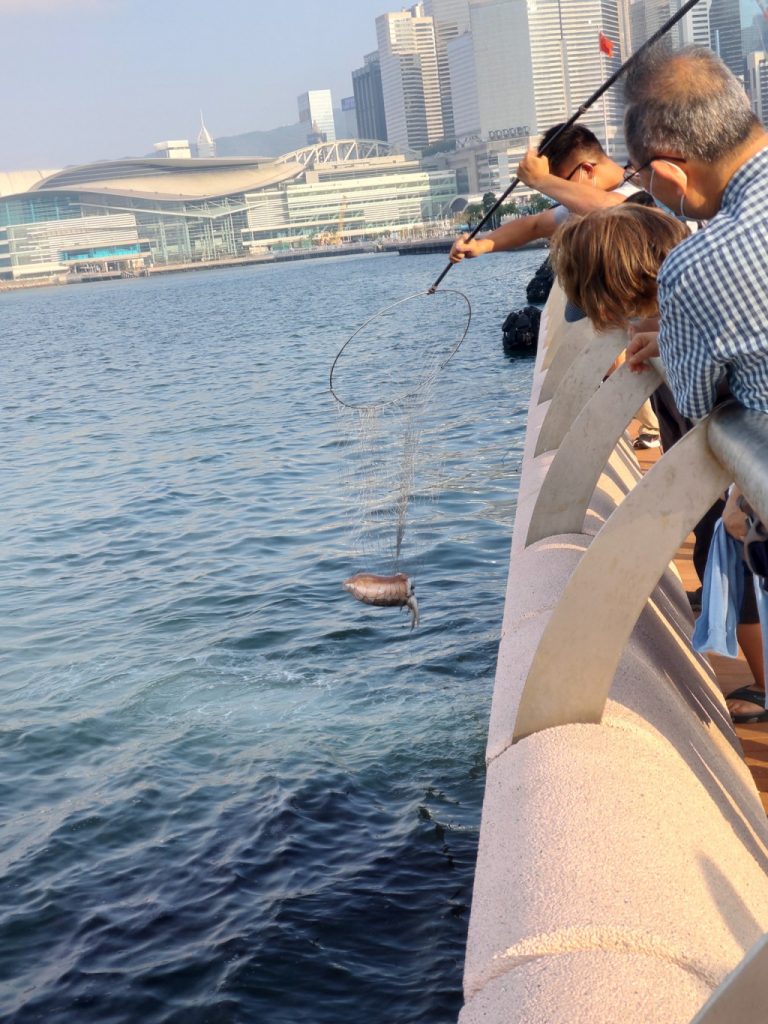 Giant cuttlefish caught by angler at Central Waterfront Promenade Dimsum Daily