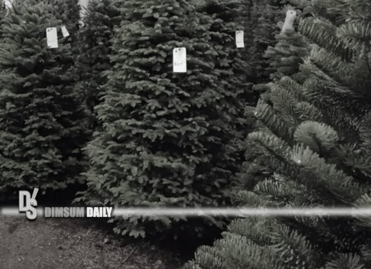 EPD to launch 202223 Natural Christmas Trees Recycling Programme in