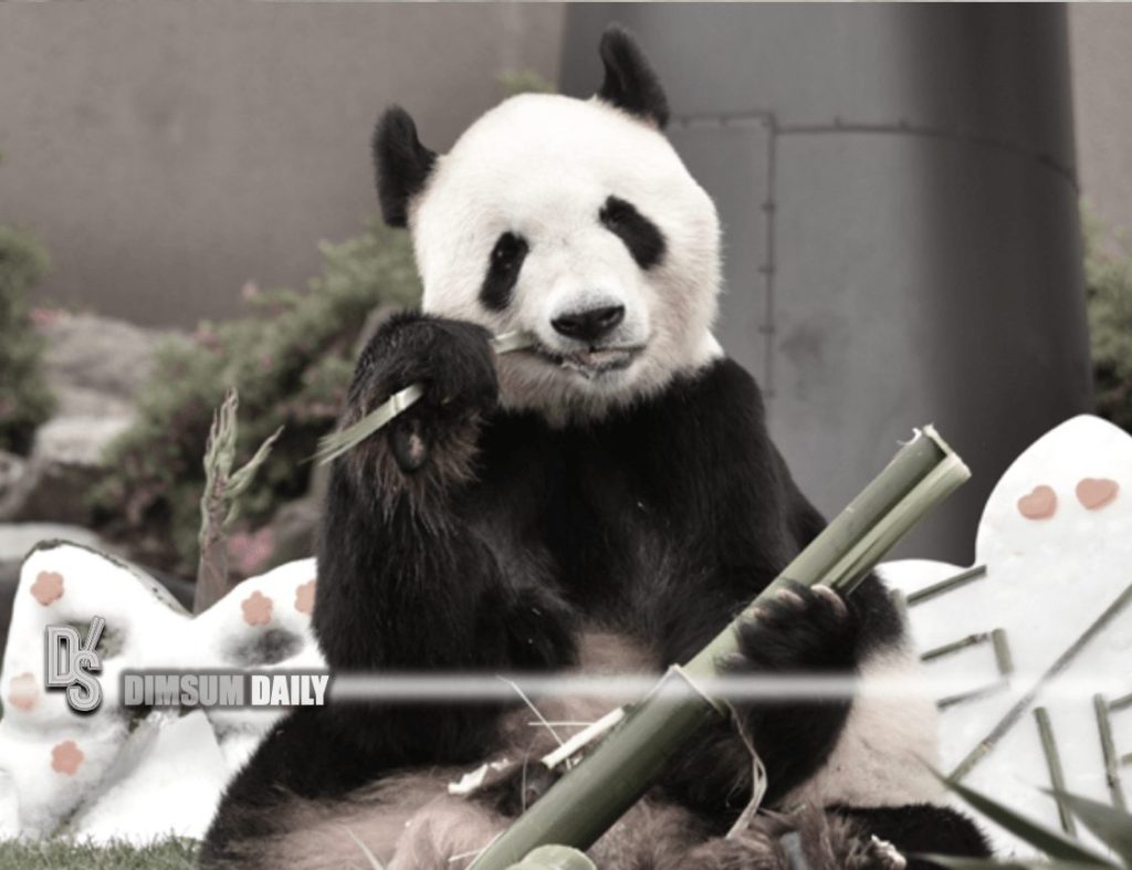 Japanese wave goodbye to three more pandas returning to China - Dimsum ...