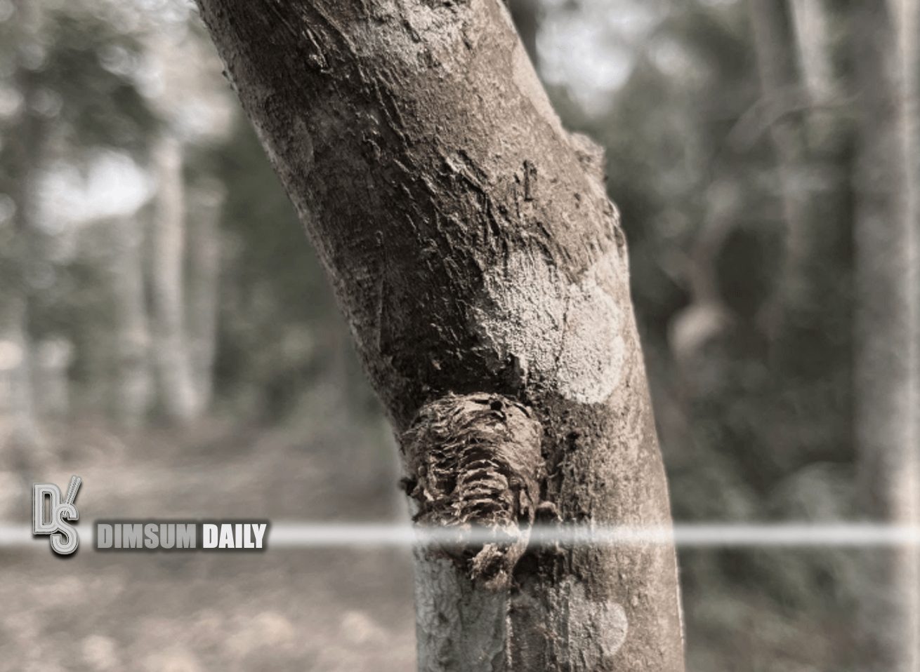 12 arrested for illegal logging of Incense trees on Lamma Island with
