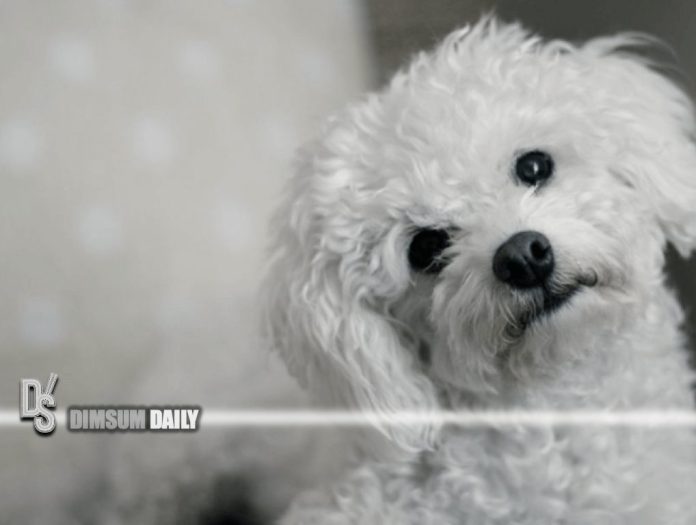 Scientific study explains why dogs tilt their heads to one side