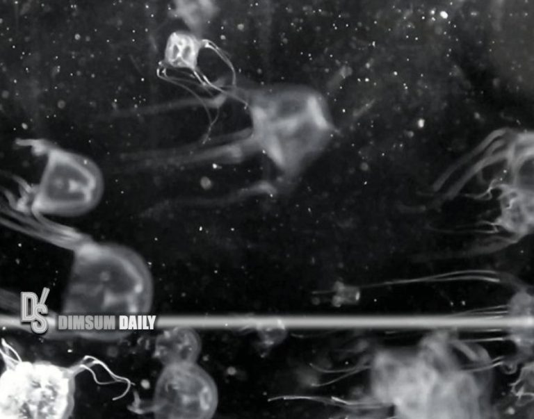 New species of box jellyfish discovered by scientists at Hong Kong Baptist University Dimsum Daily