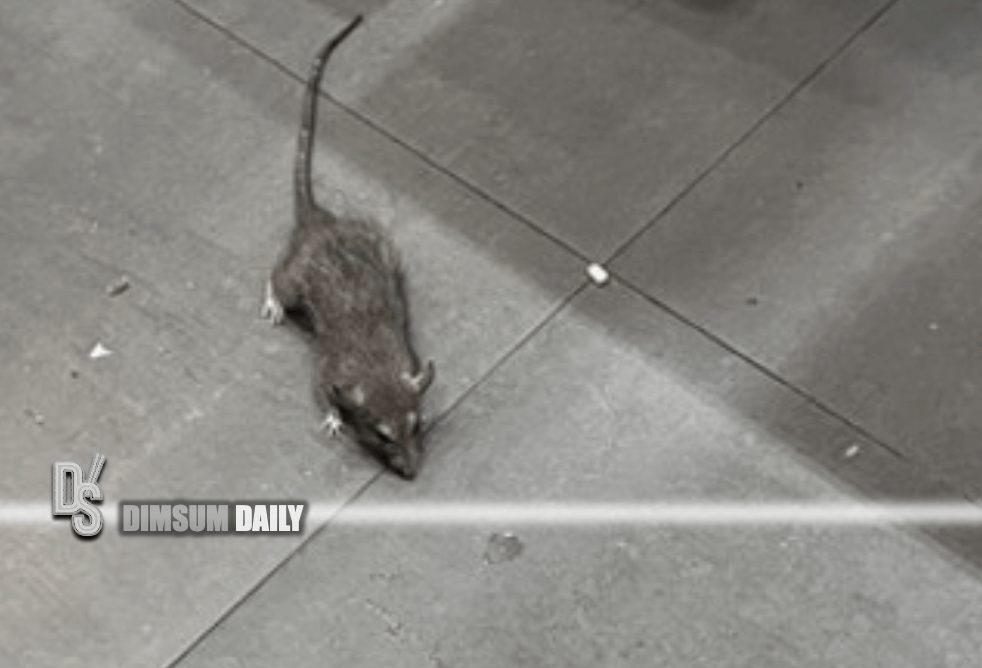 Live Rats HK govt reports significant increase in rat control efforts, 52,200 ...
