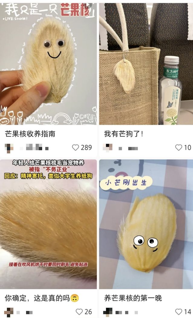 Mangopet333 Dimsum Daily