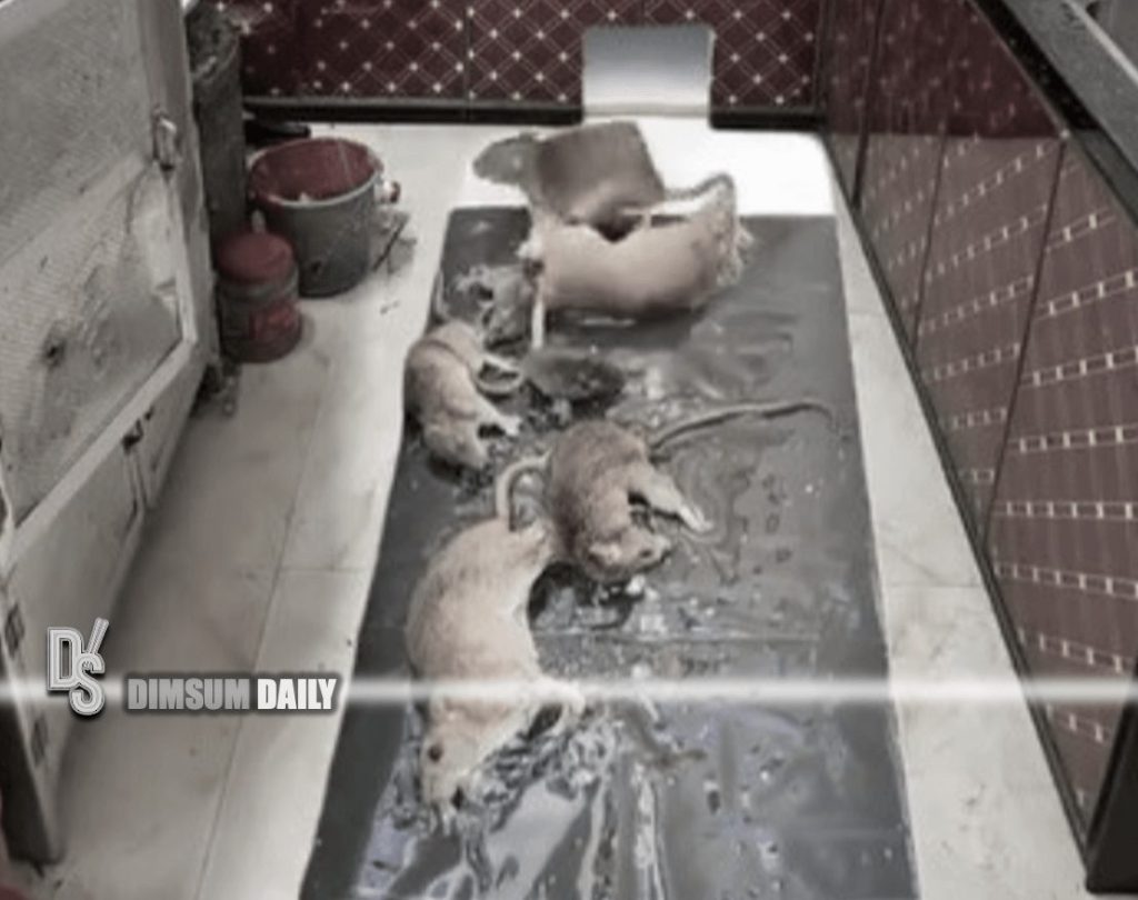 Heartbreaking video of a family of eight mice trapped in glue goes
