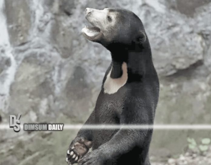 Hangzhou Zoo denies rumours of humans in bear costumes as Malayan sun