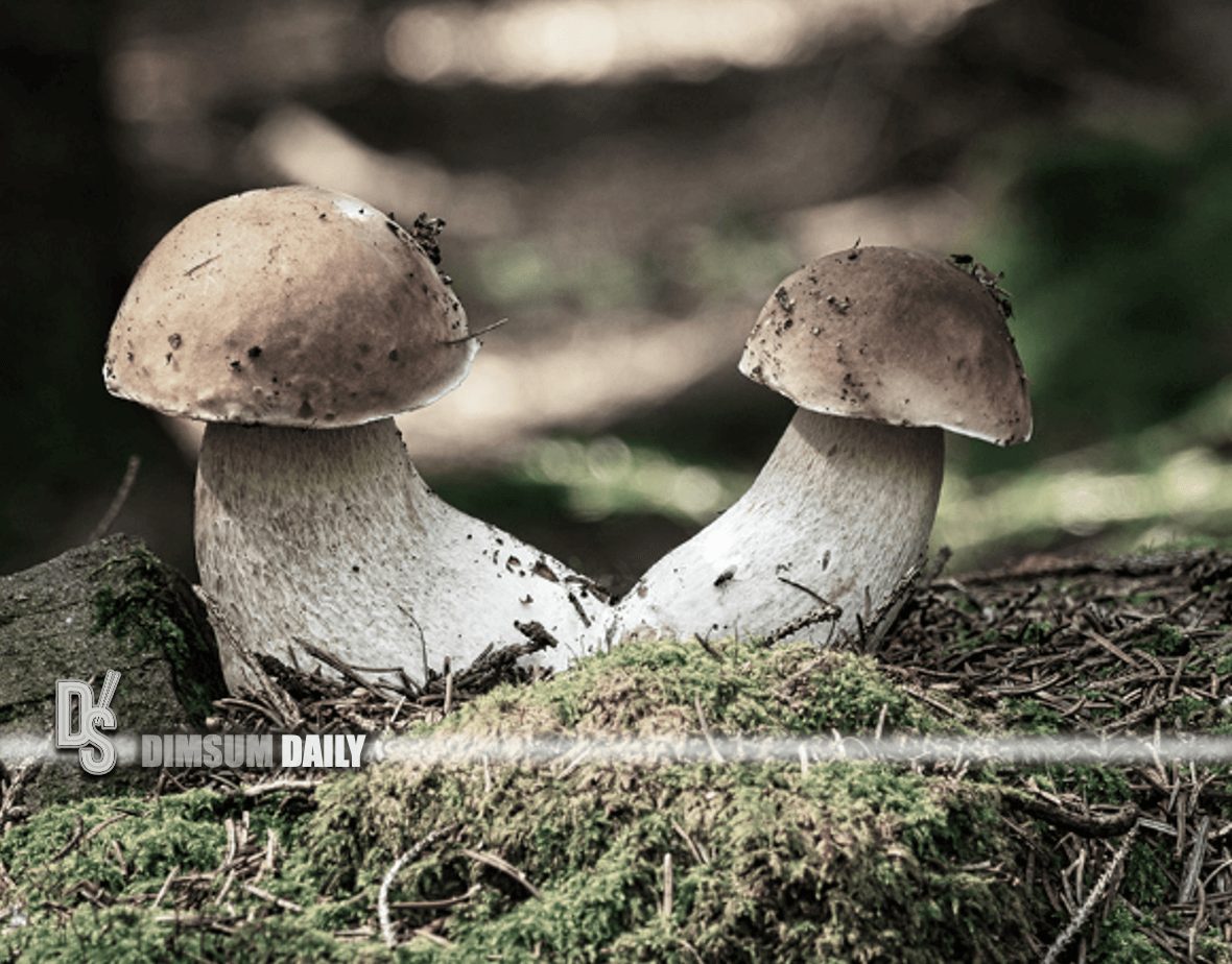 Suspected food poisoning case involving homecooked porcini mushrooms