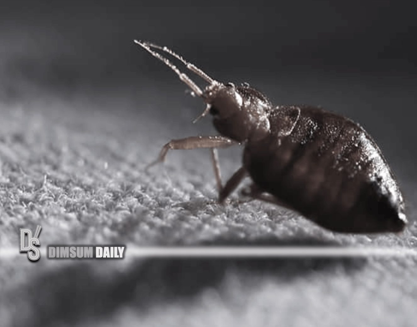 Rise in bedbug infestations in Singapore predicted by pest control