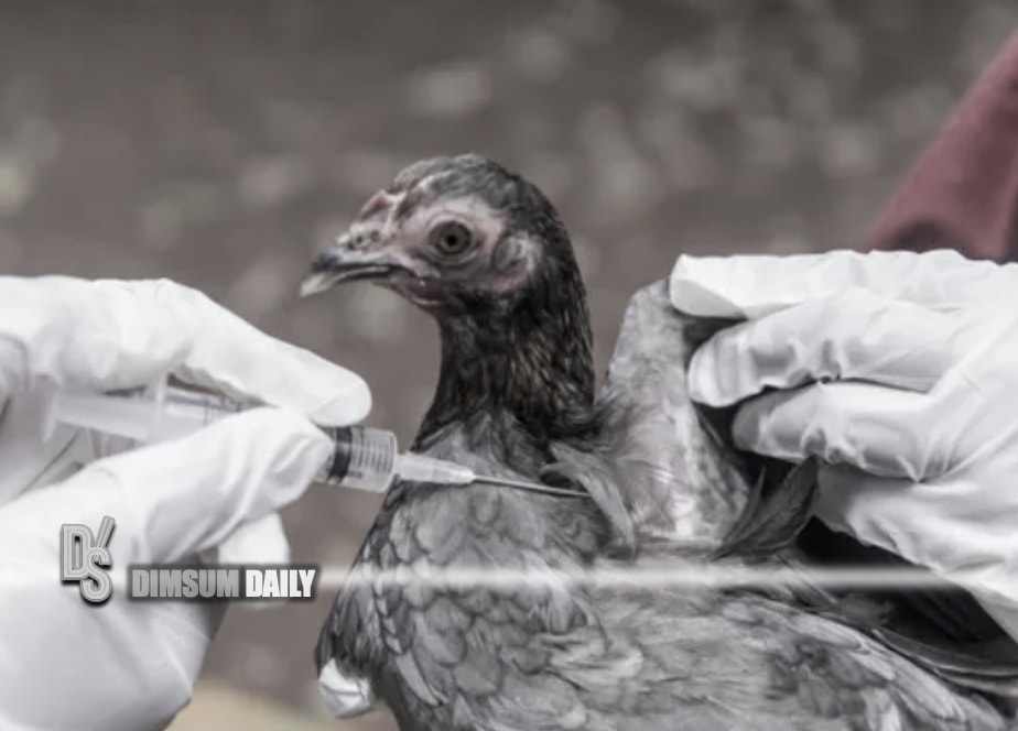 France raises bird flu risk level to 'high' amid new cases, mandates ...