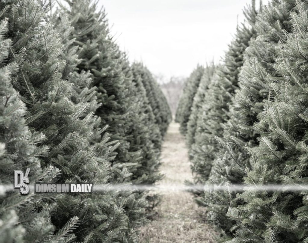 EPD encourages recycling of natural Christmas trees to promote waste