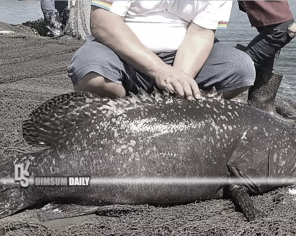 China's General Administration of Customs lifts ban on importing