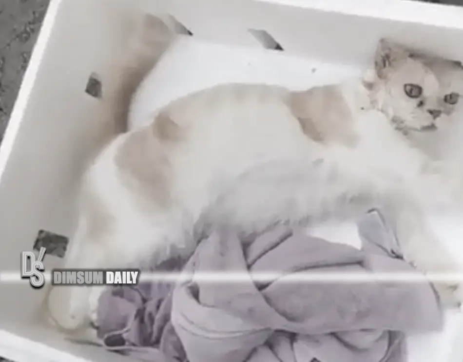 T'au Empire | Warhammer 40k Wiki | Fandom