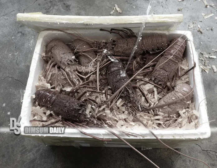 Hong Kong Customs seizes suspected smuggled live lobsters worth