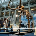 12,000-year-old woolly mammoth unveiled at LANDMARK ATRIUM