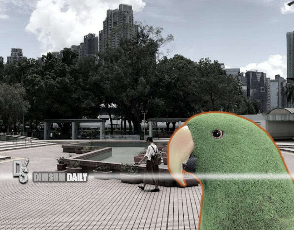 Pet parrot rescue attempt in Sham Shui Po Park ends in disarray