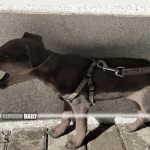 Fanling man allegedly sells puppies illegally for HK$1,500