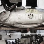 Bluefin tuna sells for 207 million yen at Tokyo’s first 2025 auction