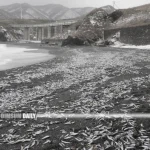 Hokkaido town faces challenges following sardine beaching incident