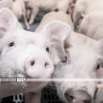 African Swine Fever detected in Yuen Long pig farm