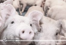 African Swine Fever detected in Yuen Long pig farm