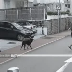 Foreign man confronts driver in Stanley, demands apology for scaring his dogs