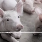 African Swine Fever detected on licensed pig farm in Yuen Long