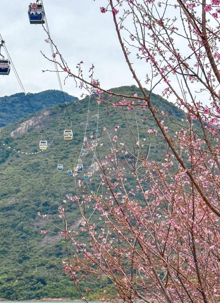 Cherry Blossom Garden at Hong Kong Airport opens for spring