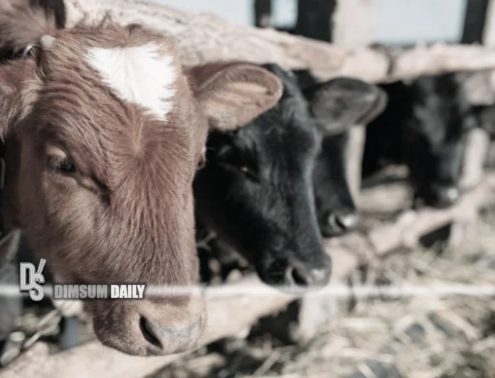 Cattles-3242