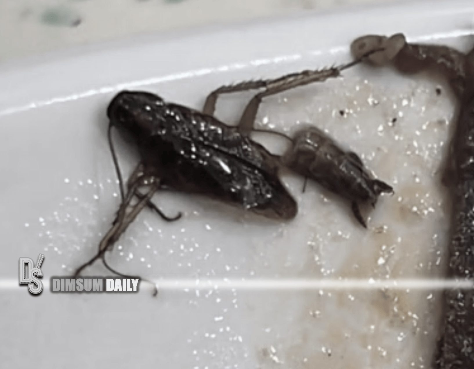Customer discovers cockroach in beef brisket rice at Tai Po cha chaan teng
