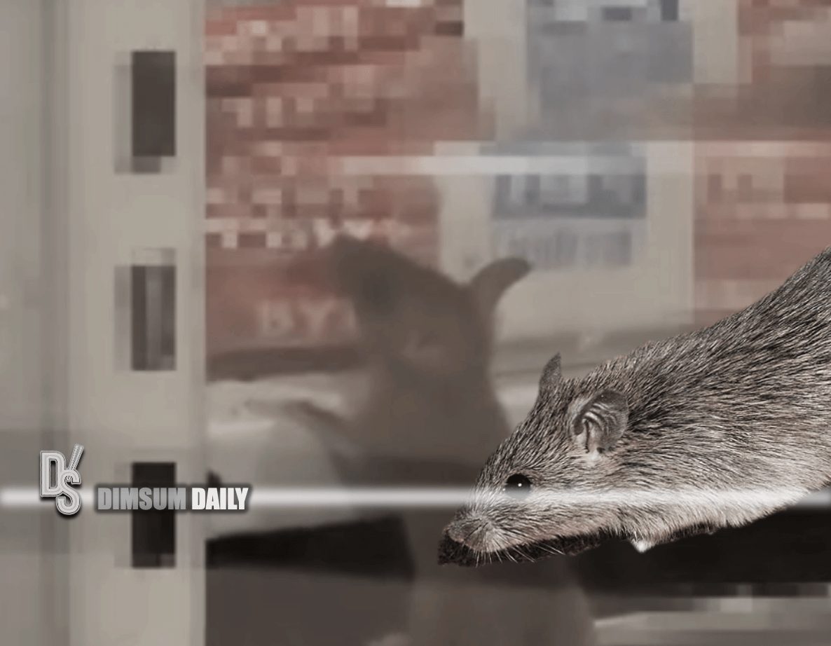 Rodents foraging on supermarket shelves, damaging fish sausage packaging