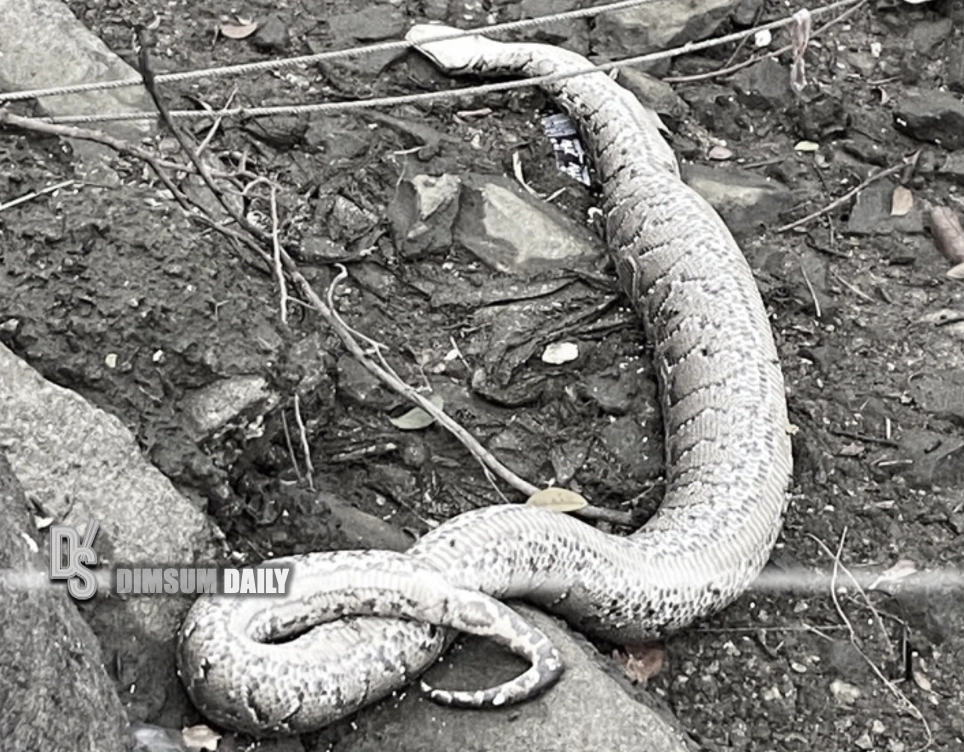 Large Burmese python carcass found near Oscar by the Sea in Clear Water Bay