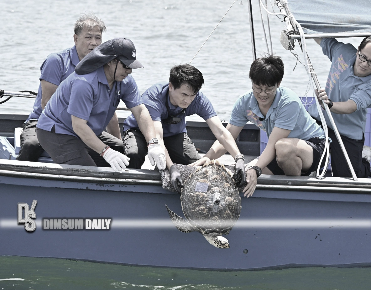 Hawksbill turtle released back into Hong Kong waters following rescue ...