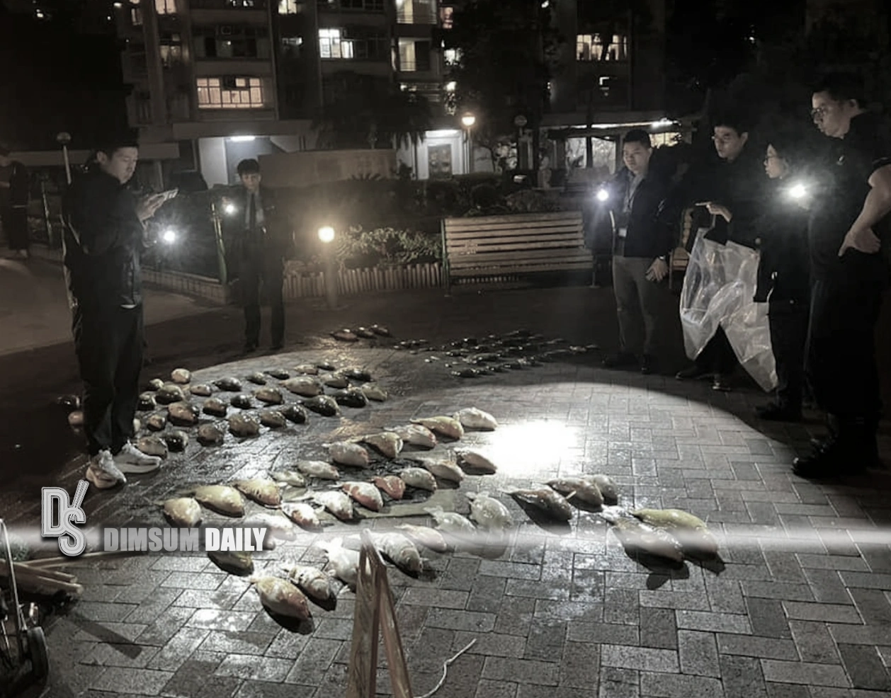 Over 100 fish die at King Lam Estate after pond cleaning mishap, police  probe animal cruelty