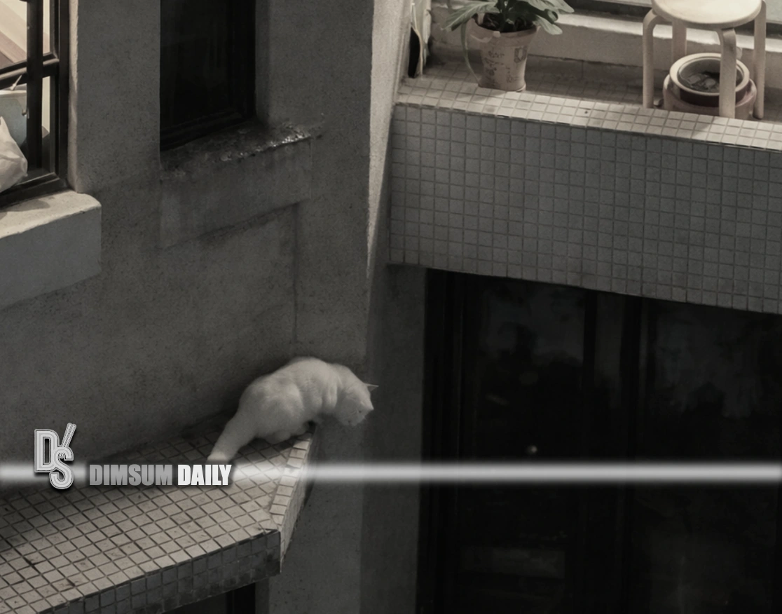 Stranded Cat Video shows SPCA saving stranded cat after man fatally falls while ...