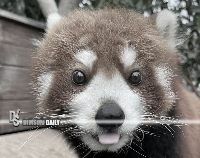 Rou Rou Rou Ocean Park’s red panda Rou Rou dies at 17