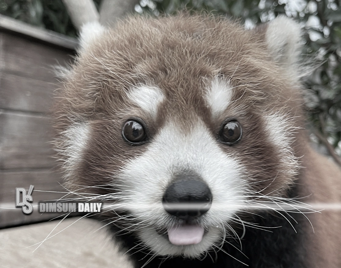 Ocean Park’s red panda Rou Rou dies at 17