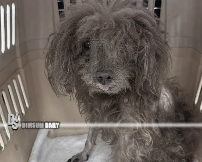 Poodle-3-34