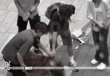 Large dog attacks and kills small dog at YOHO in Yuen Long