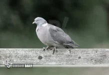 Viral virtual pigeon app revives nostalgia by letting users send slow animal messages in digital age