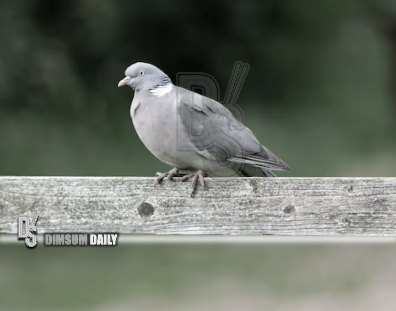 Viral virtual pigeon app revives nostalgia by letting users send slow animal messages in digital age