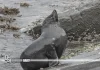 Australia confirms first H5 bird flu infection in mammal as long-nosed fur seal tests positive